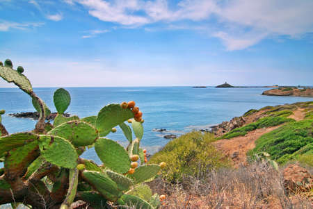 Opuntia cactus and a coast of Sardinia with a island and lighthouseの写真素材