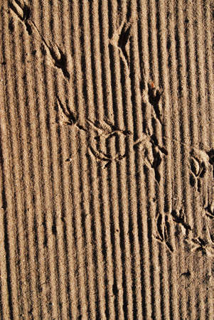 After raking the sand of beach the pattern was demaged by birds