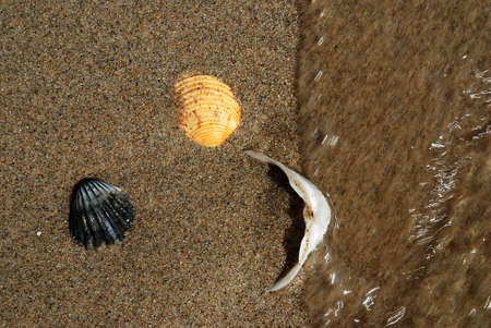 Sea waves are playing with three shells