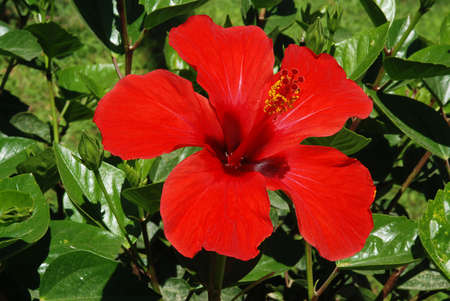 Red hibiscus blossom in the garden among many leavesの写真素材