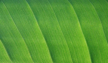 Green leaf texture - macro detail with structureの写真素材