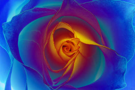 This rose appears just in your dreams - blue bloom with yellow middleの写真素材
