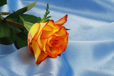 Beautiful orange rose is laying on blue satin - symbol of anniversaryの写真素材