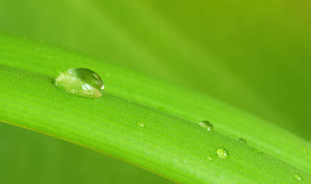 Drop of dew on a green leaf with a green background, shallow DOFの写真素材