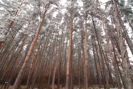 Pines in a forest are covered by frozen snowの写真素材