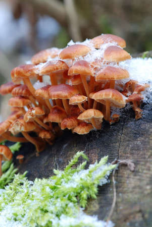 Flammulina velutipes ( velvet foot) winter mushrooms growing from stump are covered with snowの写真素材