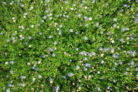 Blue daisies flowers background among the green leaves の写真素材