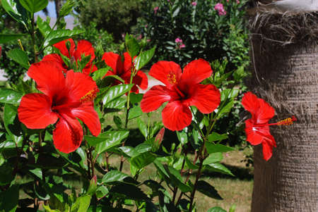 Hibiscus flower is growing next to the palm in the gardenの写真素材