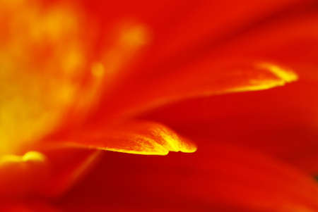 Super macro shot of orange gerbera flower petals  - shallow depth of field with focus on the end of petalsの写真素材
