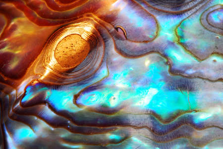 Macro of sea shell - curves and layers are covered with pearl, with golden glitter in the light - great for backgroundの写真素材