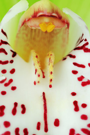 Green Cymbidium orchid macro - real detail of flower inner petalsの写真素材