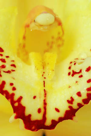 Green Cymbidium orchid macro - real detail of flower inner petalsの写真素材