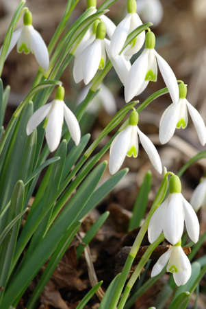Fresh snowdrop flowers having just grown from old dry leaves の写真素材