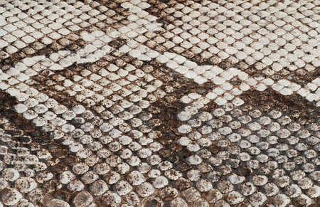 Detail of a real skin of a snake with scales patternの写真素材
