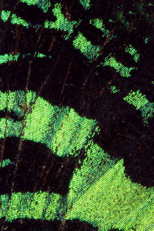 Super macro photo of beautiful butterfly wing の写真素材