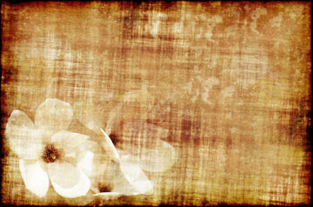 Ancient piece of papaer with three magnolia blossoms in the left cornerの写真素材
