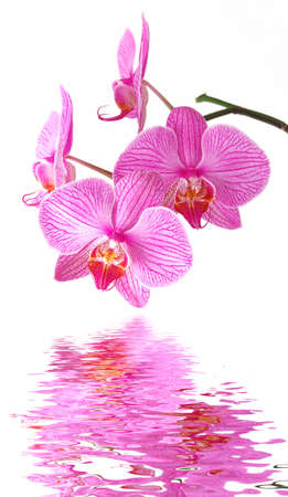Beautiful orchid (Phalaenopsis) on thewhite background is reflecting in the waterの写真素材