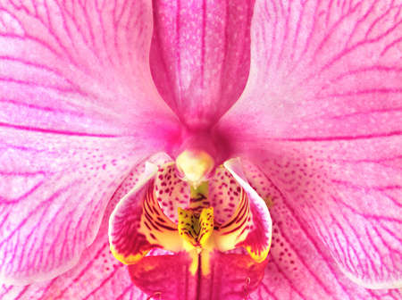 Macro of a beautiful pink orchid (Phalaenopsis) backgroundの写真素材