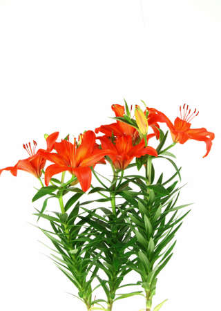 Beautiful red blooming lilieswith green leaves isolatedの写真素材