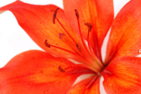 Macro photo of a red lily flower with a focus on pistils and stamenの写真素材