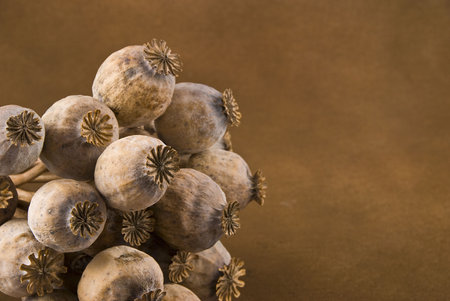 Poppy heads detail - pods with poppy grain isolated on brownの写真素材