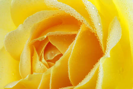 Beautiful yellow rose macro with tiny drops of dewの写真素材