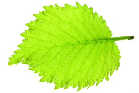 Fresh green hazel-nut tree leaf on a white background