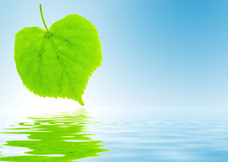 Fresh green lime tree leaf is reflecting in the waterの写真素材