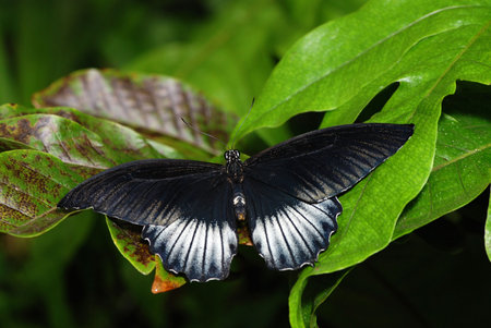 Beautiful dark butterfly is sitting on a green leaf. Shallow DOF.の写真素材