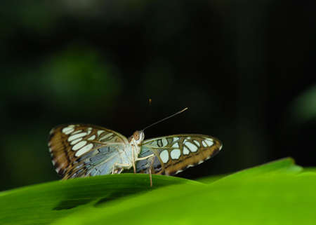 Beautiful tropical butterfly i sitting on a green leaf. Shallow DOFの写真素材