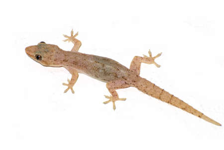 Small gecko seen from above isolated on whiteの写真素材
