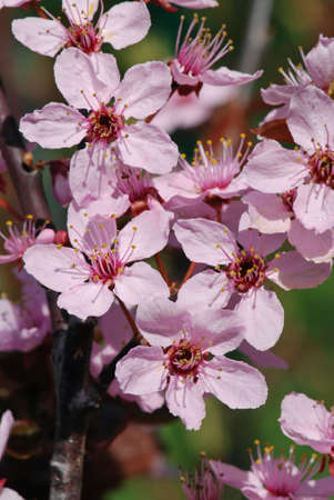 Spring bloom of a wild apple tree with a blurred backgroundの写真素材