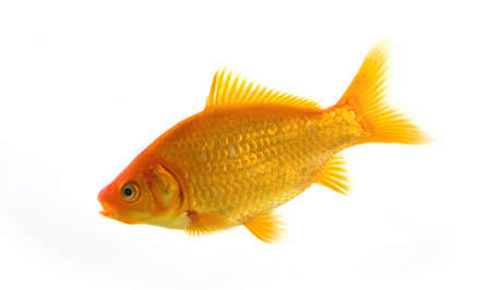 Small gold fish isolated on the white backgroundの写真素材