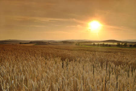 Sun is setting over the field of wheatの写真素材
