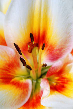 Beautiful lilly macro with focus on stamen and pistilの写真素材