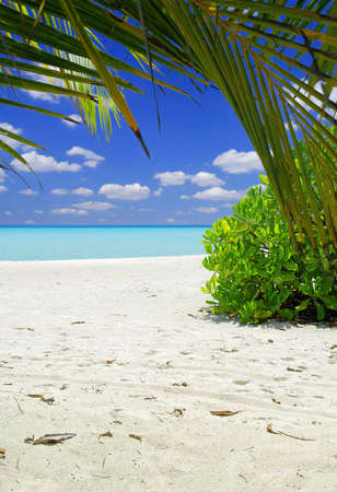 Beautiful tropical beach with white sand and palm in the Maldivesの写真素材