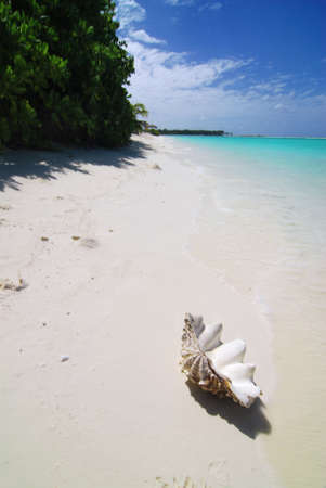 Giant shell is lying on a tropical maldivian beachの写真素材