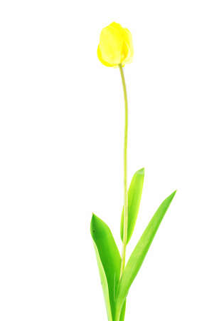 Yellow tulip with green leaves isolated on whiteの写真素材