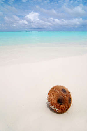 Coconut laying on a beautiful tropical beach in the Maldivesの写真素材
