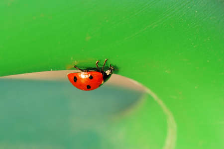 Small ladybird bug is on is way across a green leafの写真素材