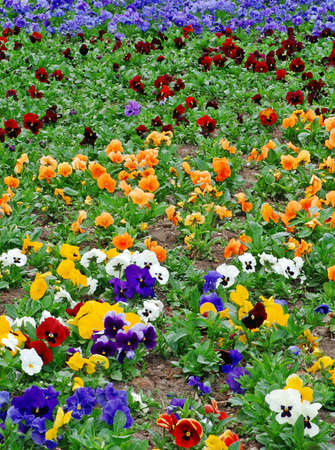 Flower bed in a spring full of multicolored pansiesの写真素材