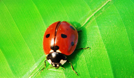 Macro shot of a ladybird bug sitting on a green leafの写真素材