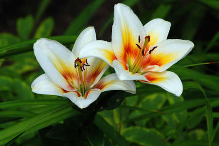 Beautiful lillies in the garden with blurred leaves in the backの写真素材