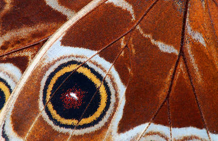 Detailed macro of tropical butterfly wingの写真素材