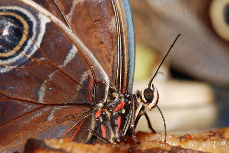 Deatail of a tropical butterfly eating the sweet fruit juiceの写真素材