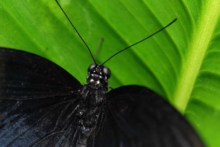 Detail of a beautiful tropical butterfly sitting on a green leaf. Shallow DOFの写真素材