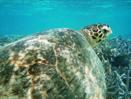 Sea turtle is swimming over a coral reef with various fishの写真素材