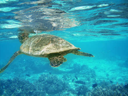 Sea turtle is swimming over a coral reef with various fish - is catching breathの写真素材