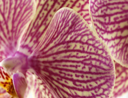 Macro of a beautiful purple orchid (Phalaenopsis), shallow DOFの写真素材