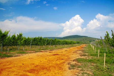 Vineyard in Eastern Slovakia, the Tokai territory and red soil roadの写真素材
